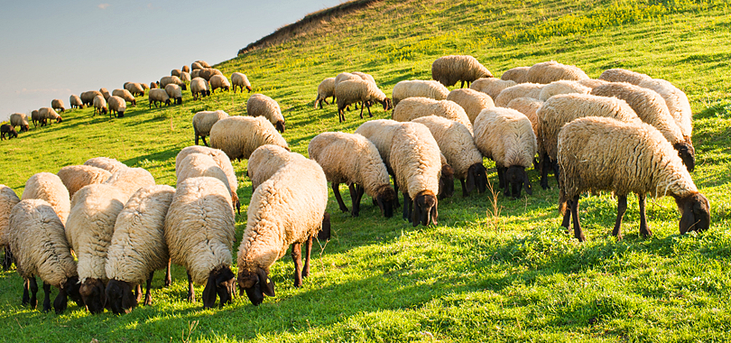 1. Start with Natural, Renewable Materials