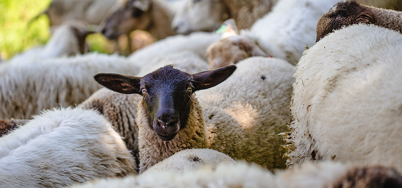 A Brief History of Wool